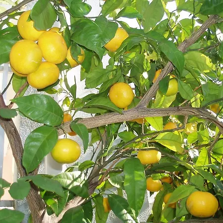Orbanic * קרס