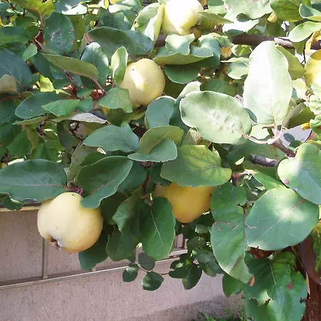 Orbanic דירה *