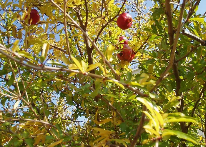 Apartamento Orbanic *